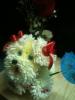 Foto de Floreria andrea